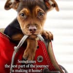 A Dog’s Way Home Wags it’s Way to Blu-Ray and DVD in April