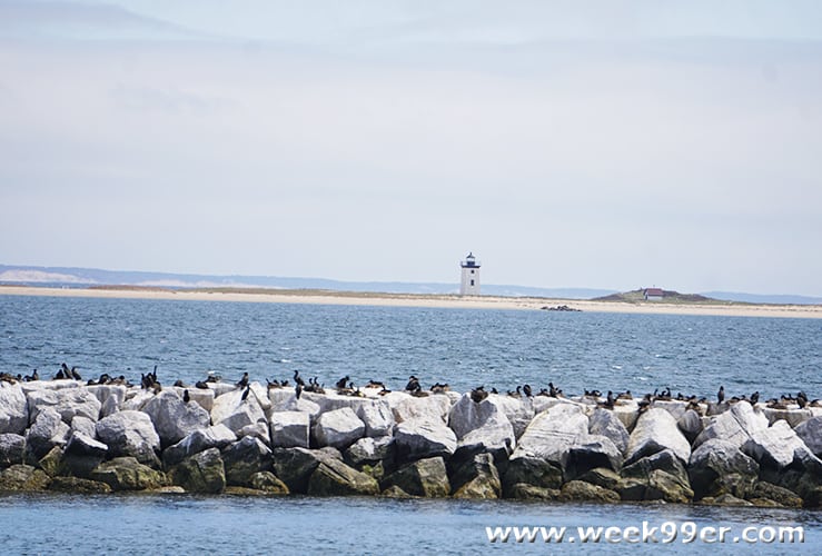 whale watching cape cod review