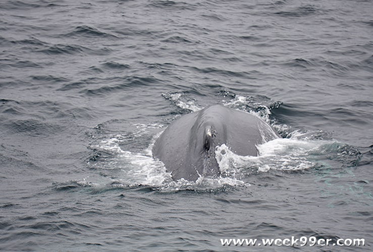 whale watching cape cod review