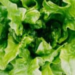 Growing Lettuce in Your Container Garden