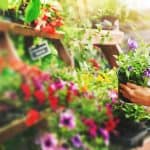 Choosing the Best Plants for Your Garden
