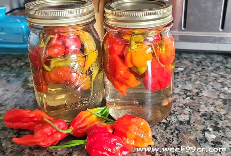 how to pickle scorpion peppers