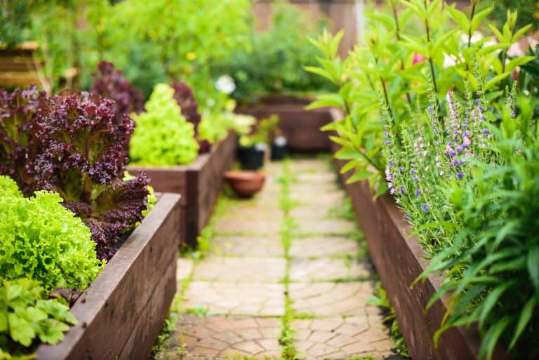 Tips for Maintaining Your Garden All Summer