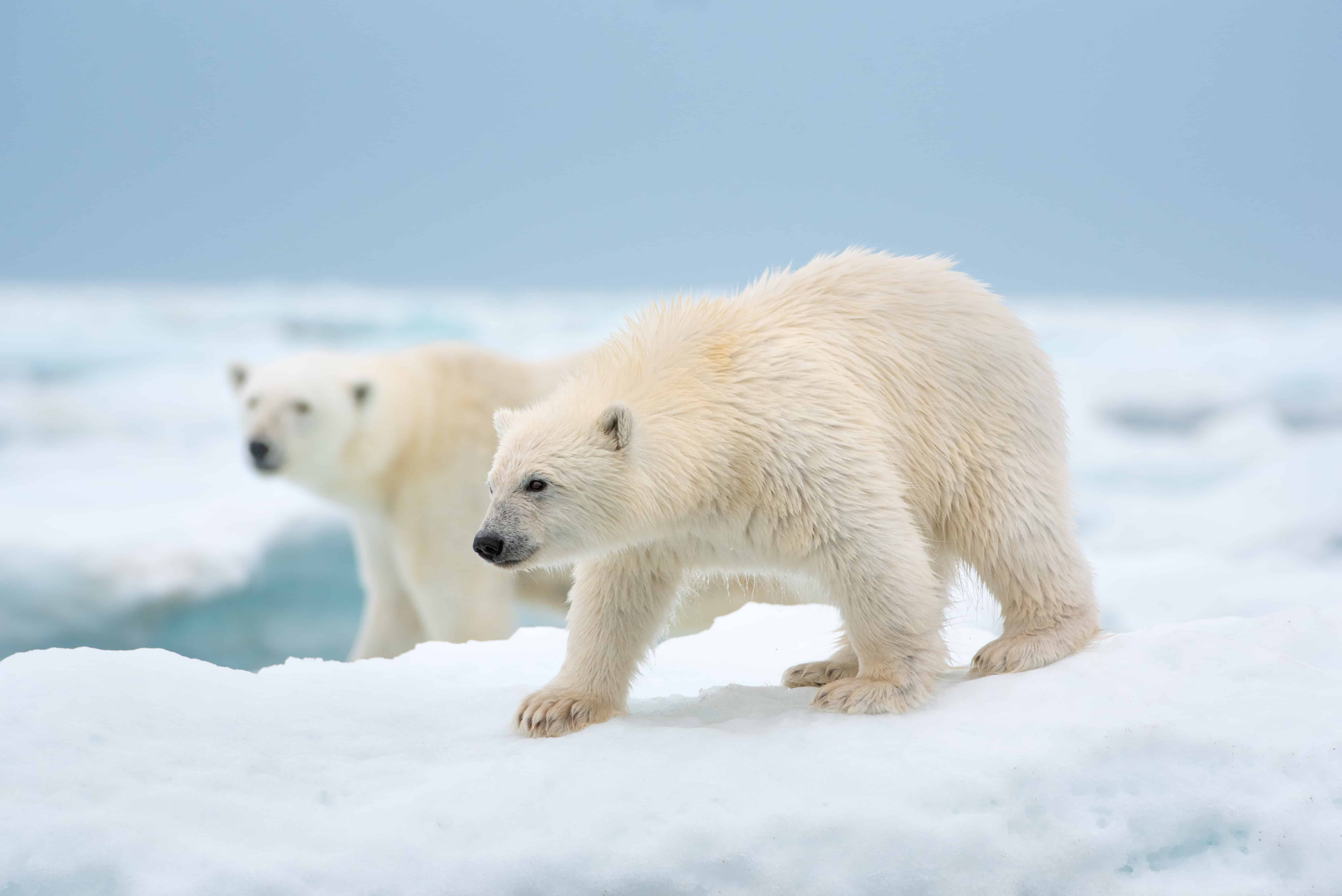 Disney Nature Polar Bear Reivew